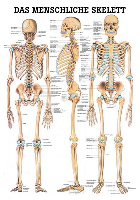 Das Menschliche Skelett