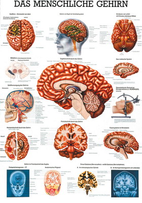 Das Gehirn des Menschen