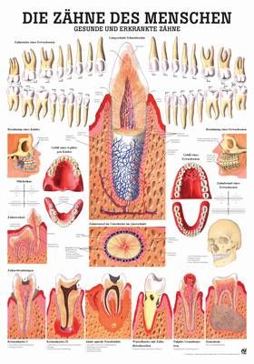 Die Zähne des Menschen